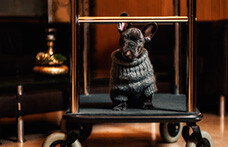 Disfrute una cómoda estancia en los mejores hoteles pet friendly en Monterrey