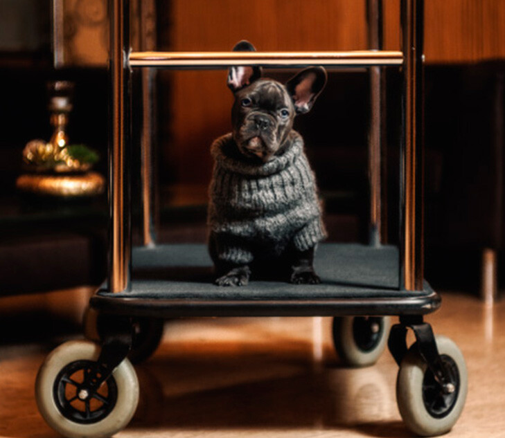 Disfrute una cómoda estancia en los mejores hoteles pet friendly en Monterrey